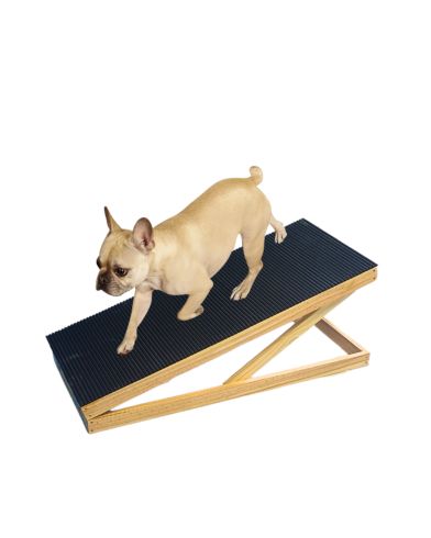 Como escolher a rampa ideal para cães idosos e com problemas de coluna