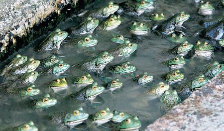 Guia Completo para Iniciar na Ranicultura