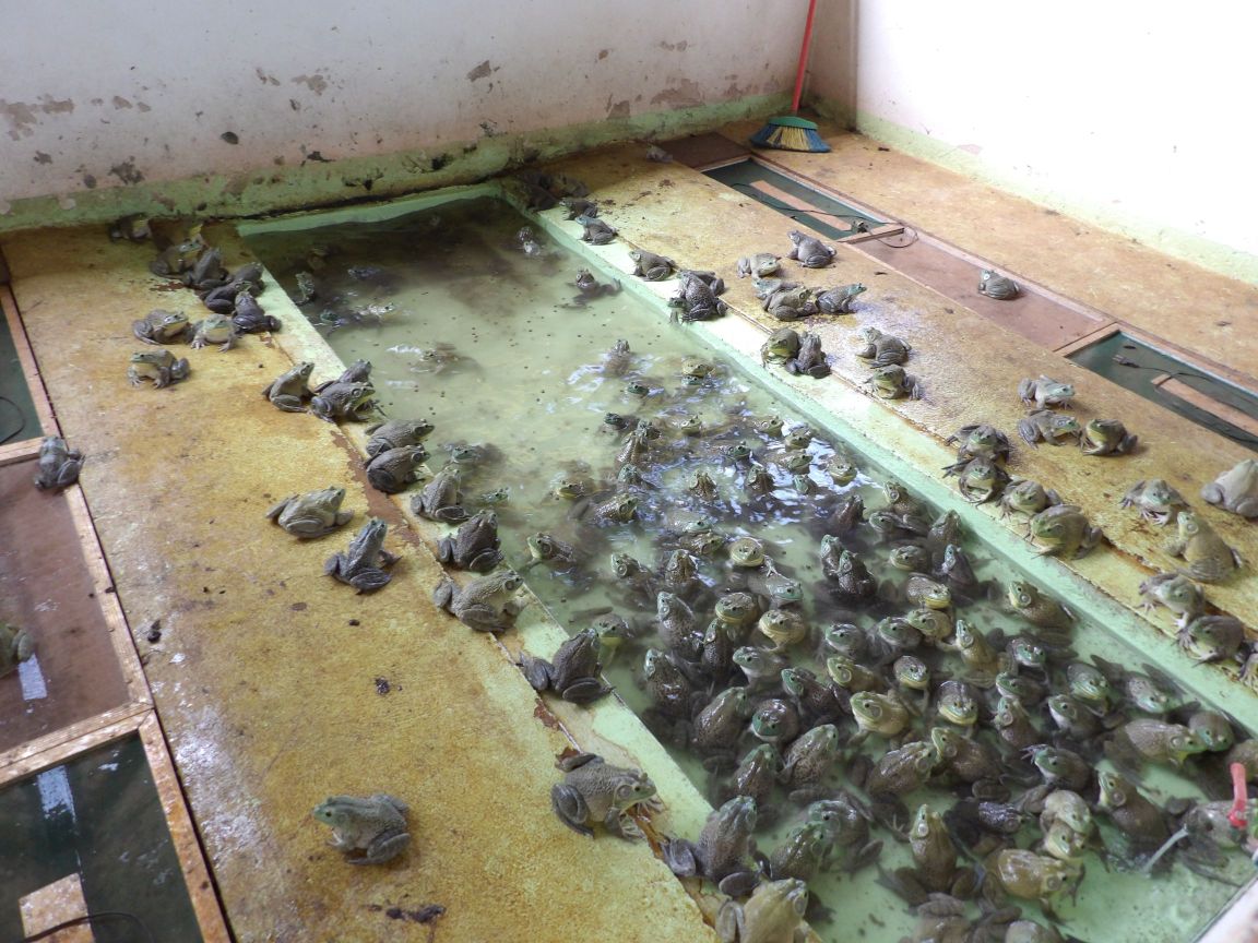 Custos Detalhados para Montar um Ranário