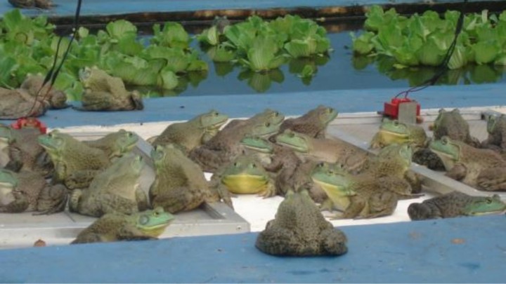 Benefícios Nutricionais da Carne de Rã