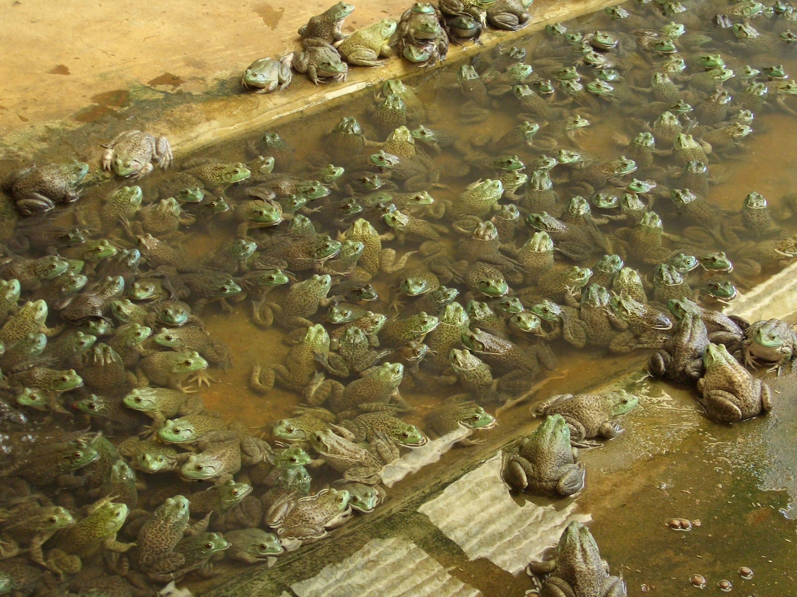 Desmistificando a Criação de Rãs: Mitos e Verdades