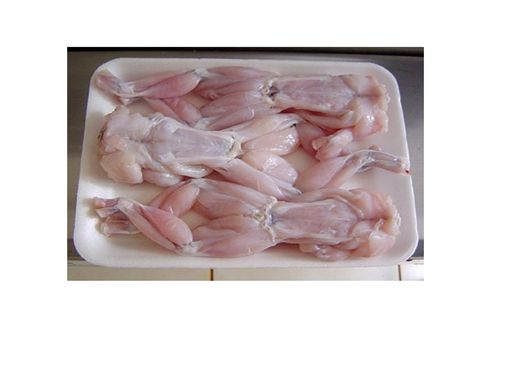 Guia Completo para Iniciar na Ranicultura