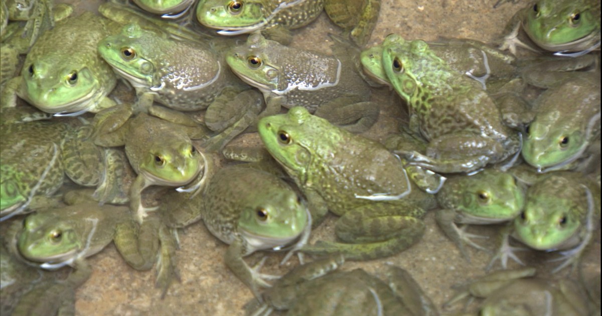 Custos Detalhados para Montar um Ranário