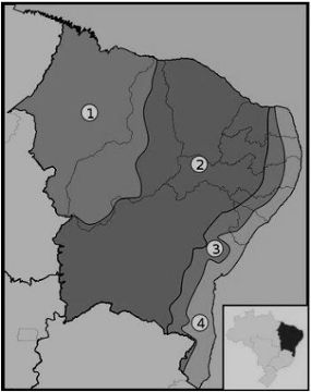 folclore nordestino para colorir