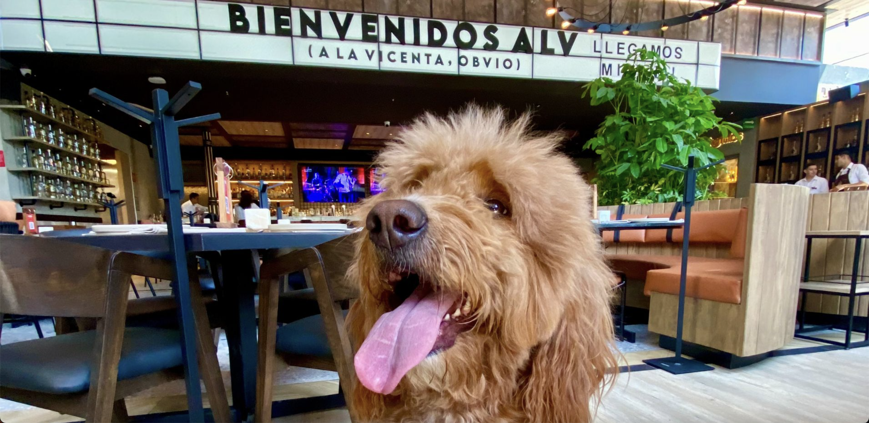 lugares pet friendly no Sul do Brasil