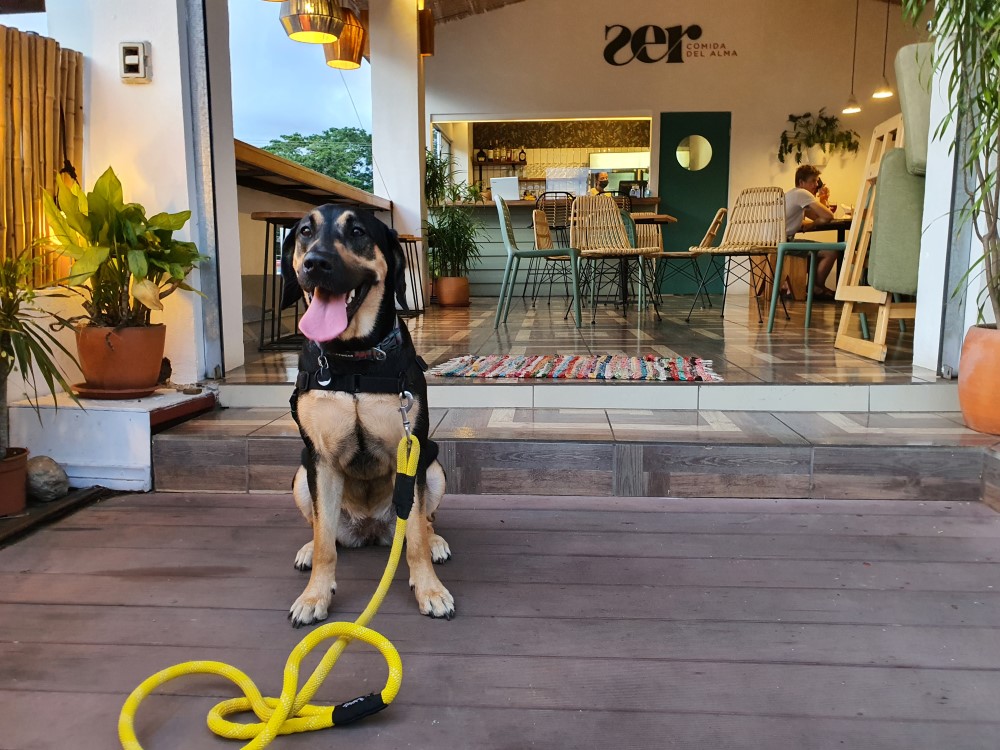 onde comer com meu pet no Rio de Janeiro