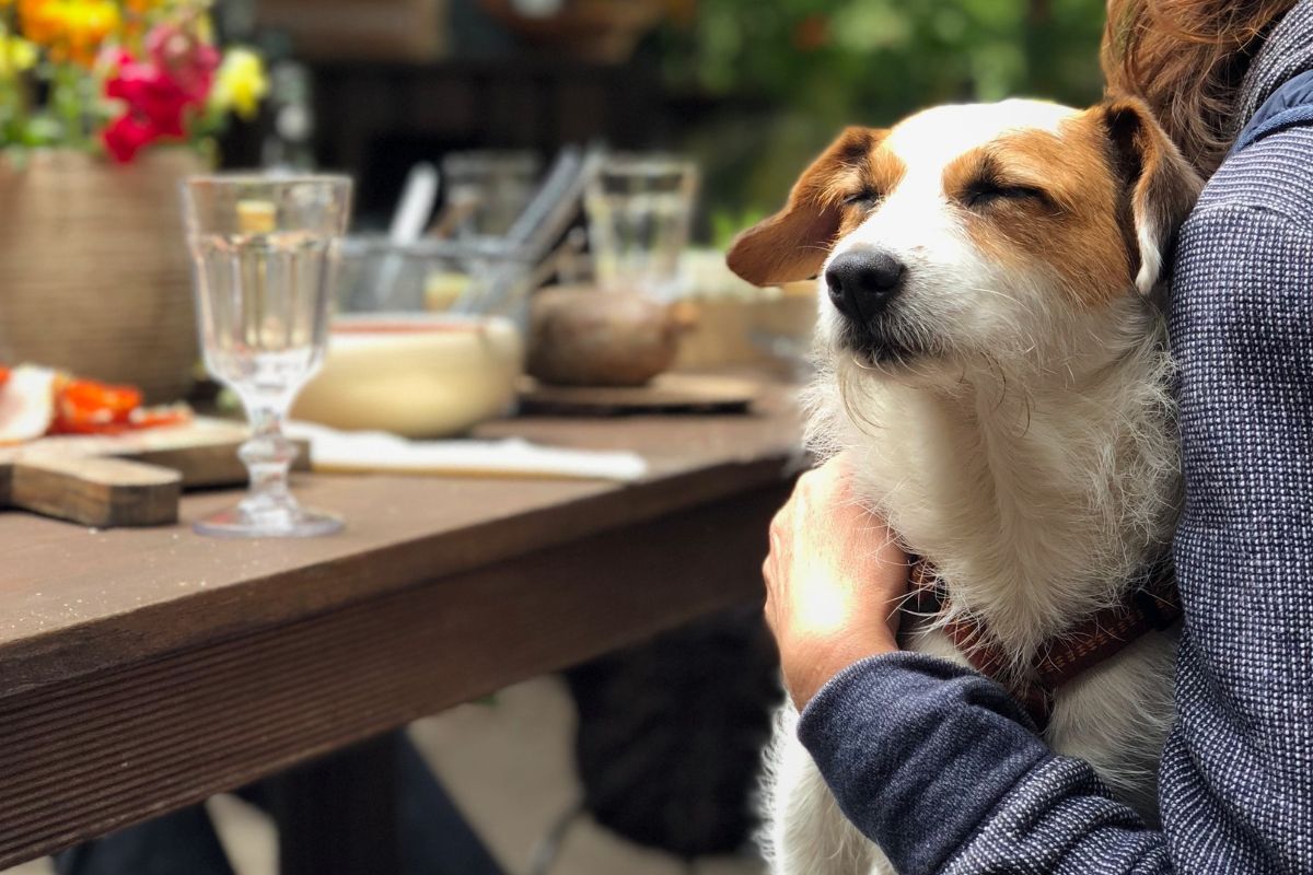 Estabelecimentos pet friendly em Balneário Camboriú