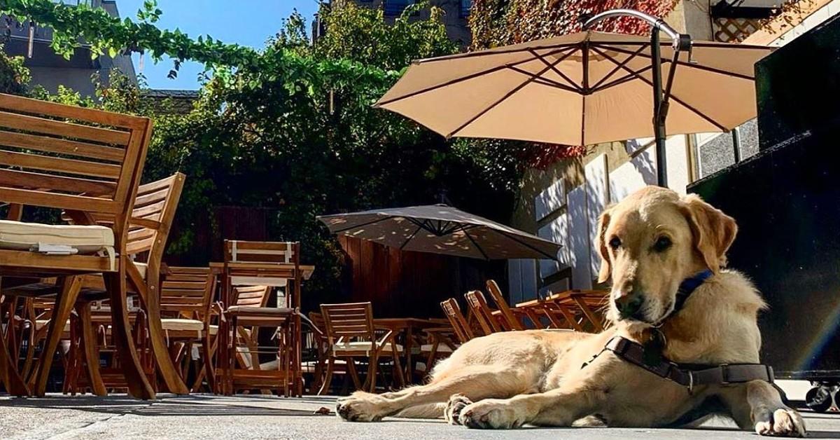 restaurante pet friendly