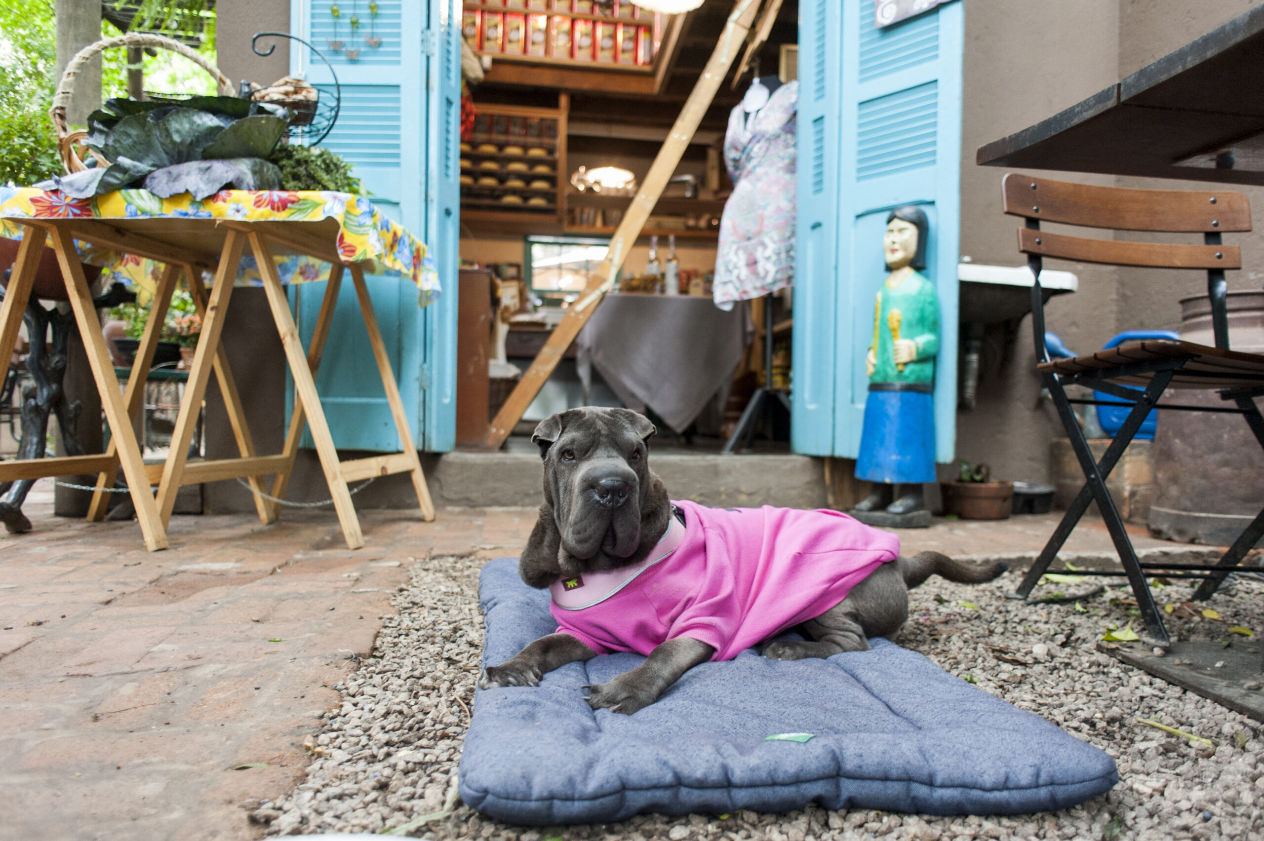 restaurantes que aceitam cachorro em São Paulo
