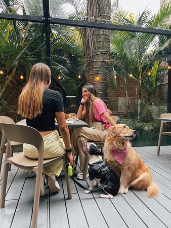 bares que permitem animais de estimação