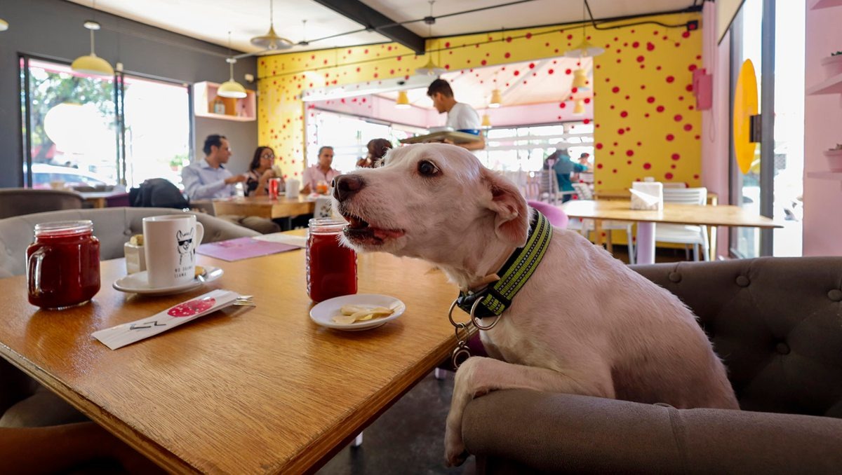 opções pet friendly em Belo Horizonte