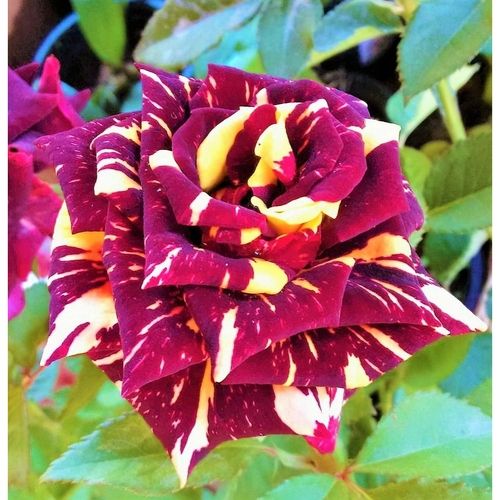 Rosa Hocus Pocus