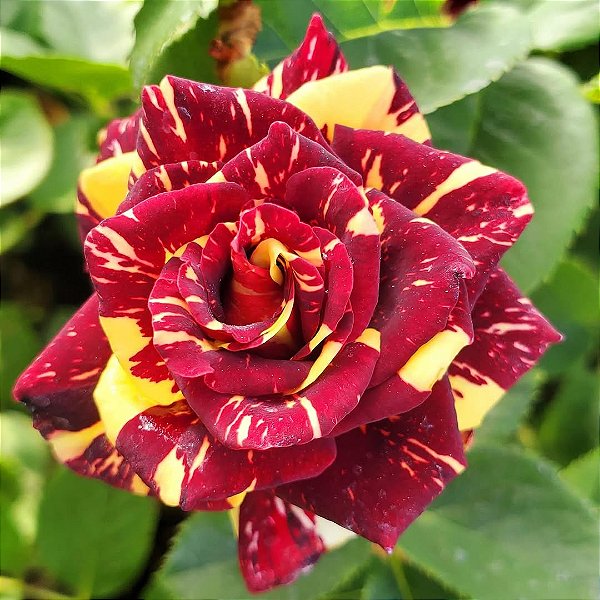 Mini Rosa Colombiana Abracadabra