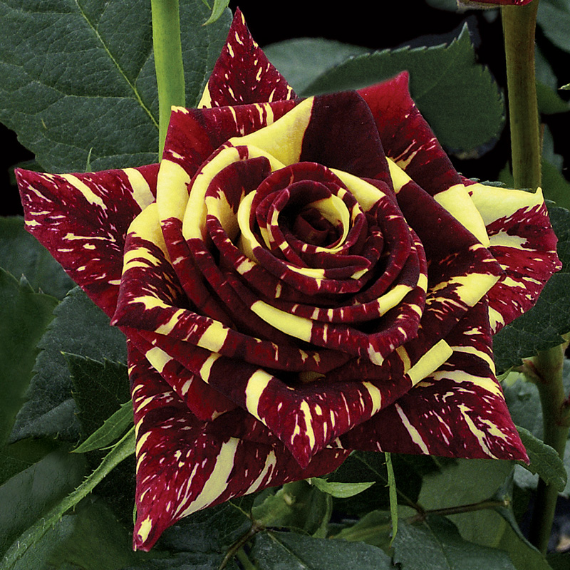Rosa de cores mescladas