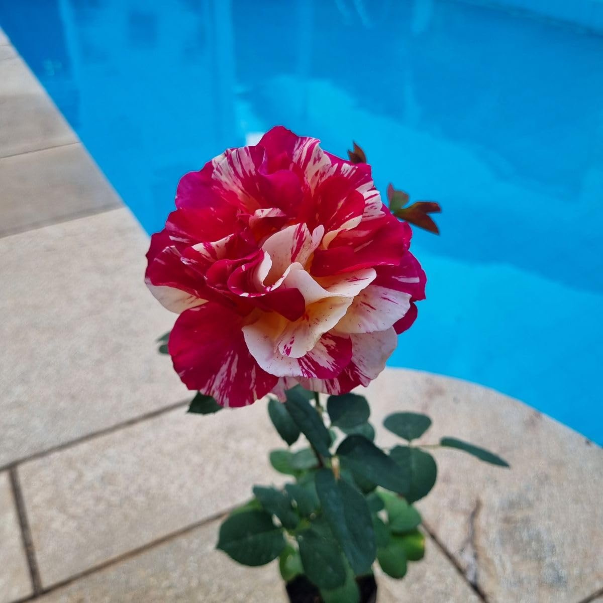 Rosa exótica rajada