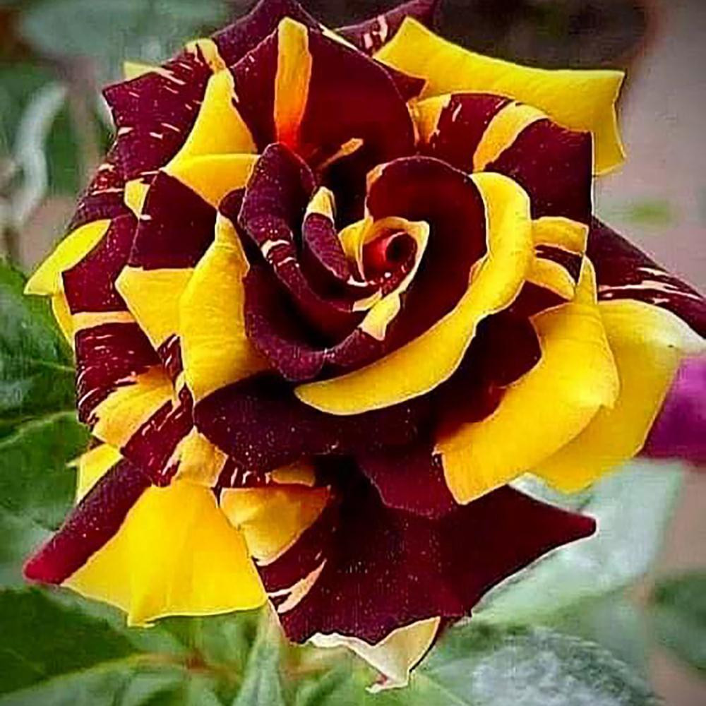 Rosa Hocus Pocus