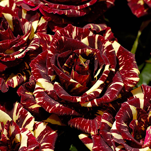 Mini Rosa Colombiana Abracadabra