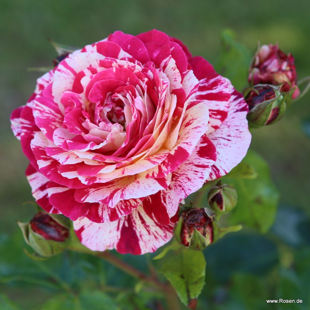Rosa de cores mescladas