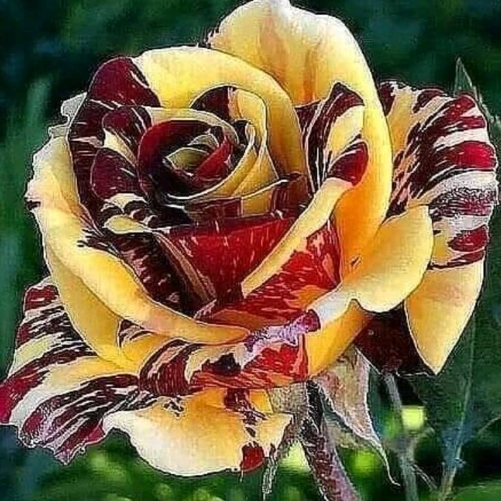 Rosa exótica rajada