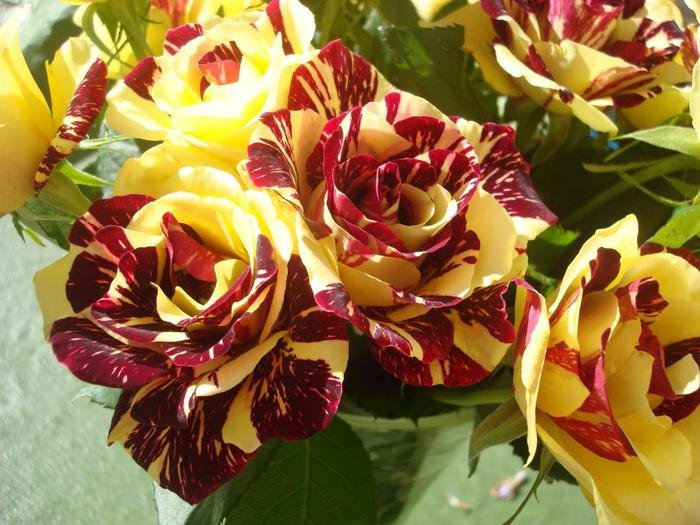 Mini Rosa Colombiana Abracadabra