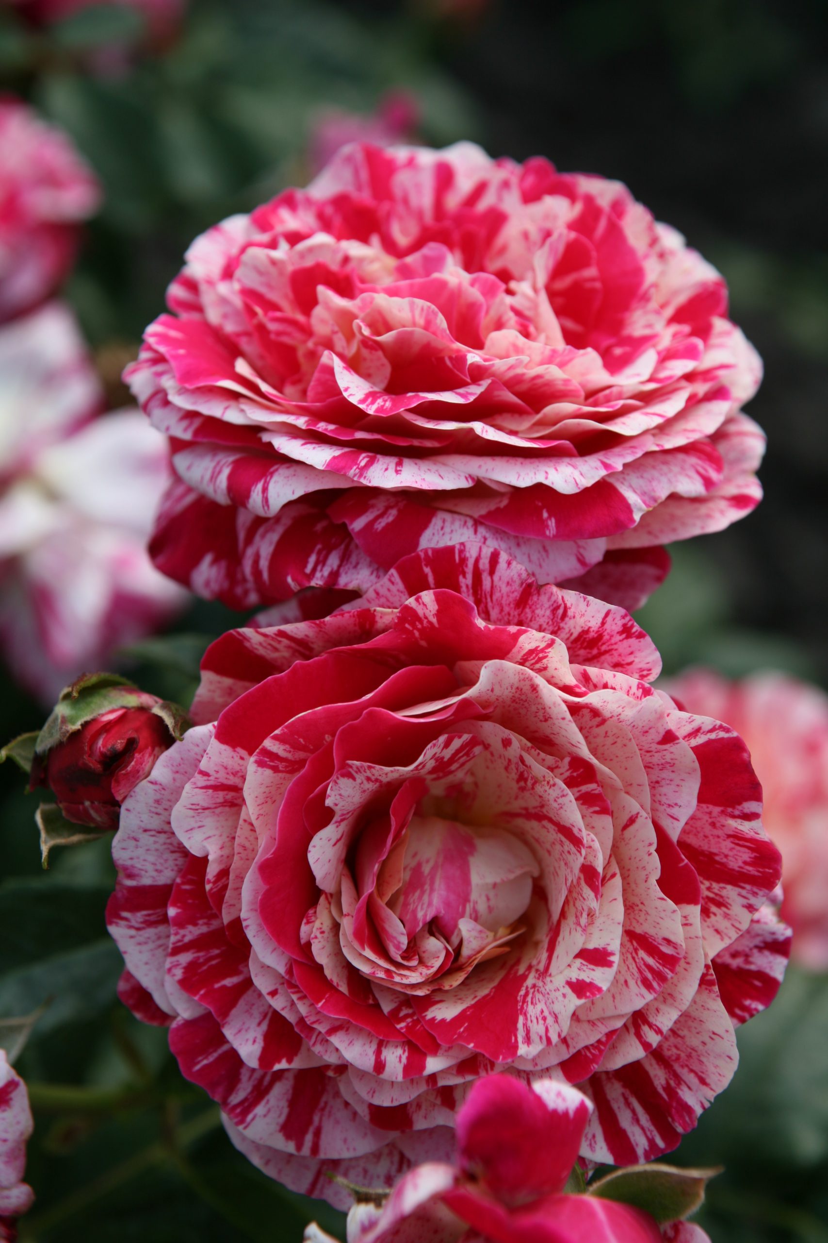 Rosa exótica rajada