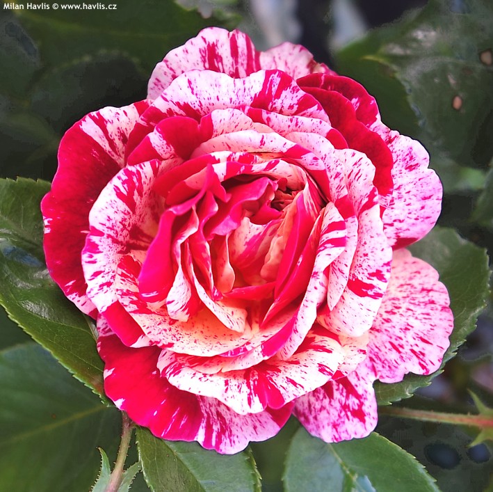 Rosa de cores mescladas