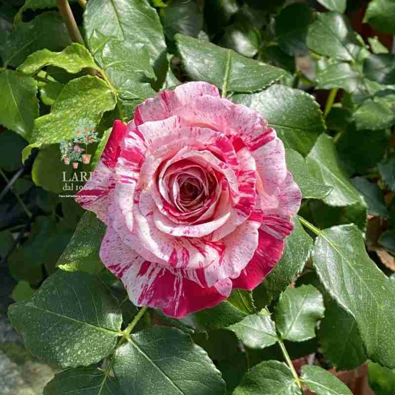 Rosa Hocus Pocus