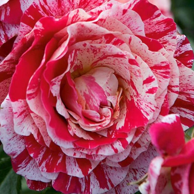 Rosa de cores mescladas
