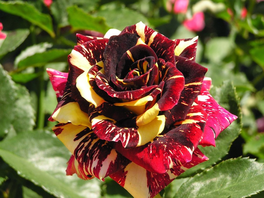 Rosa exótica rajada