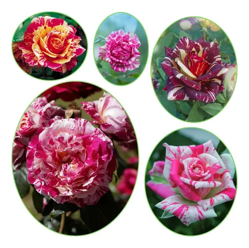 Rosa Hocus Pocus