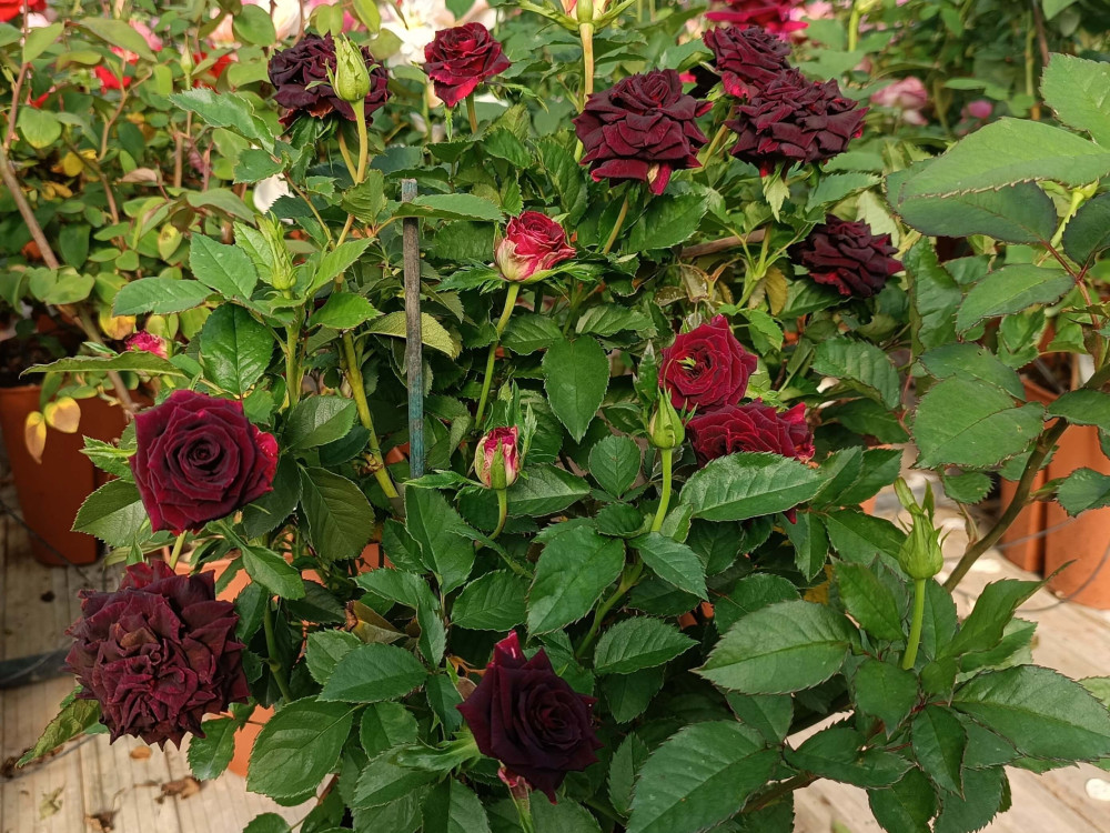 Mini Rosa Colombiana Abracadabra