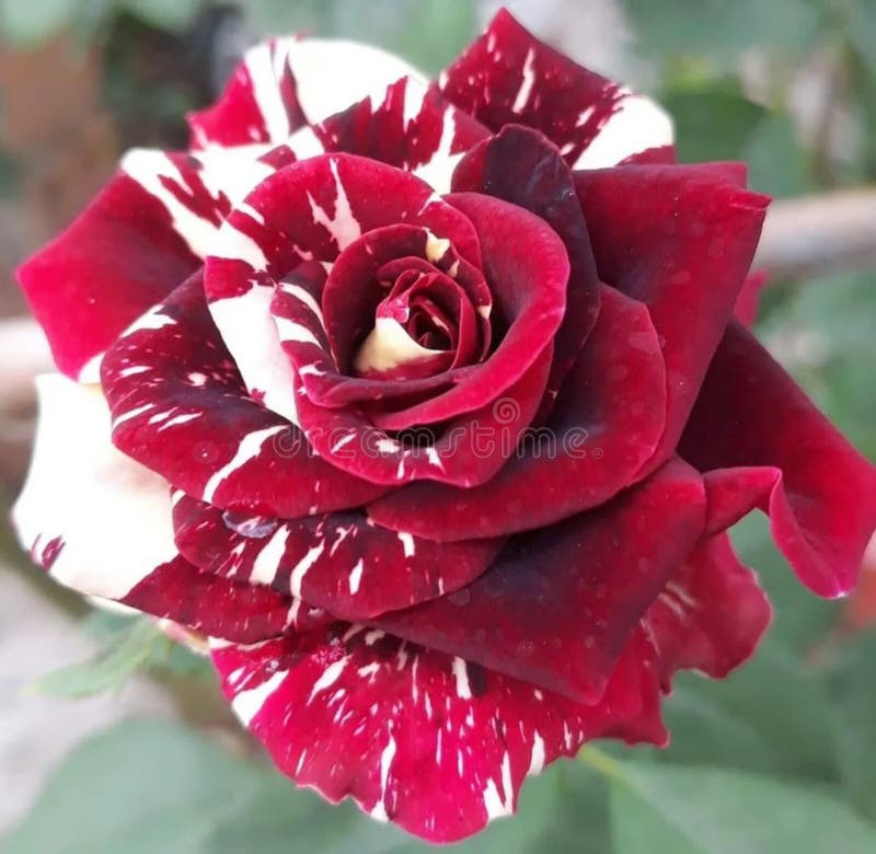 Rosa de cores mescladas