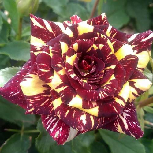 Rosa exótica rajada