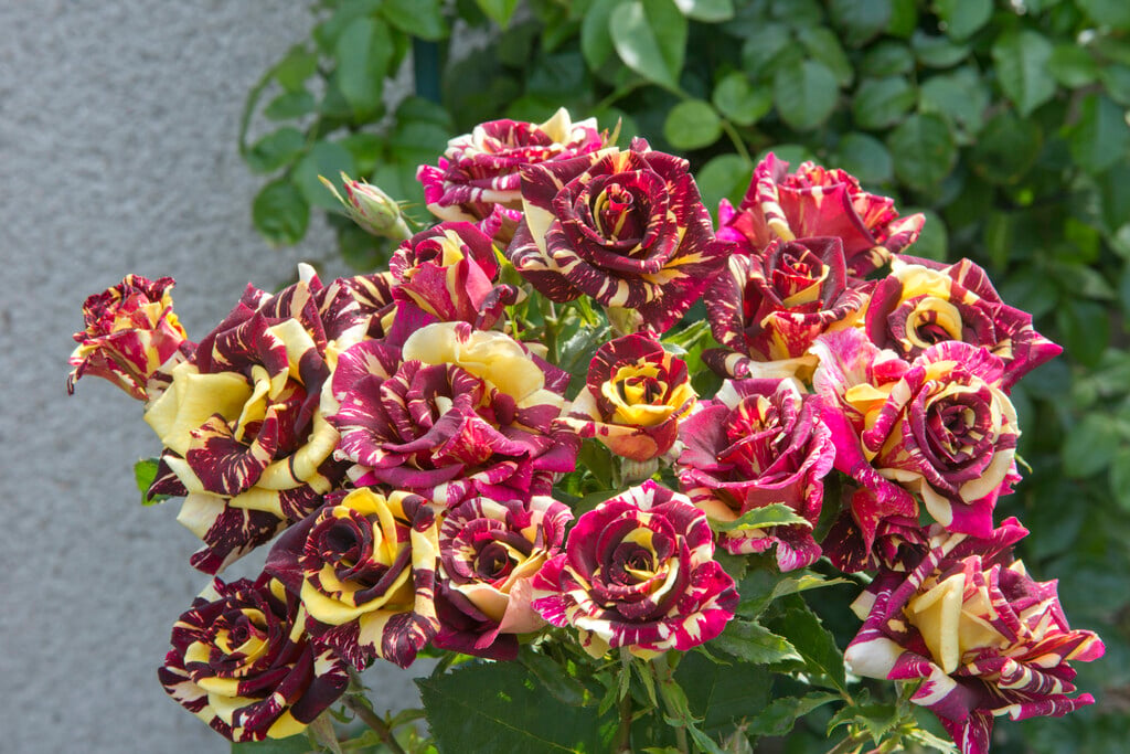 Mini Rosa Colombiana Abracadabra