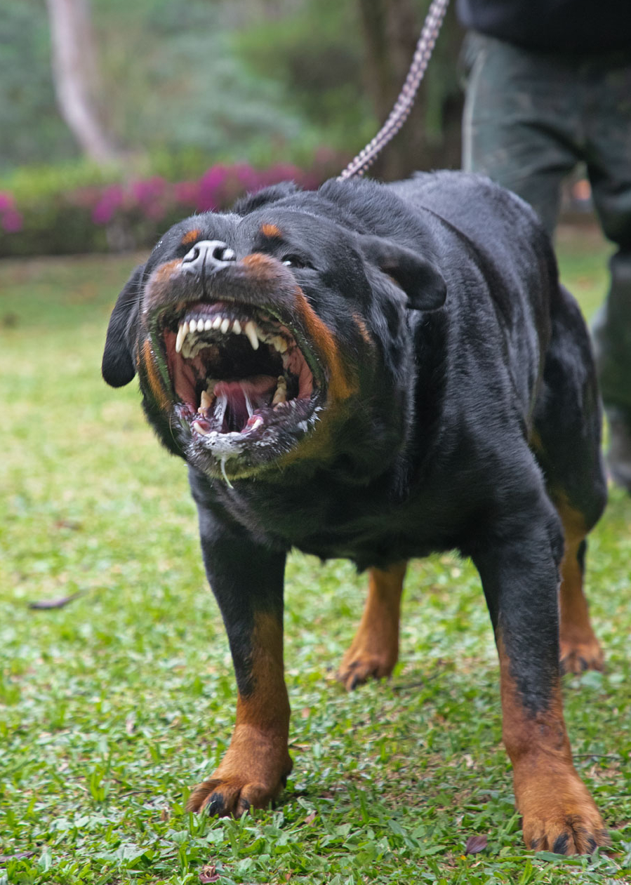 rottweiler cabeça de touro