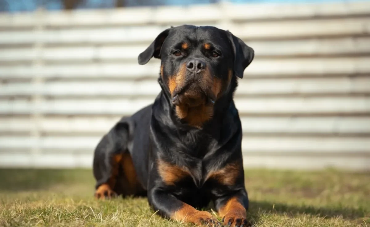 rottweiler cabeça de touro