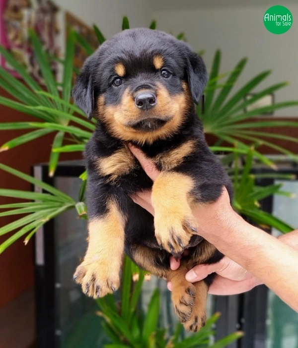 rottweiler cabeça de touro