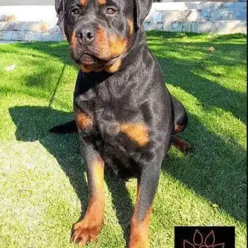 rottweiler cabeça de touro