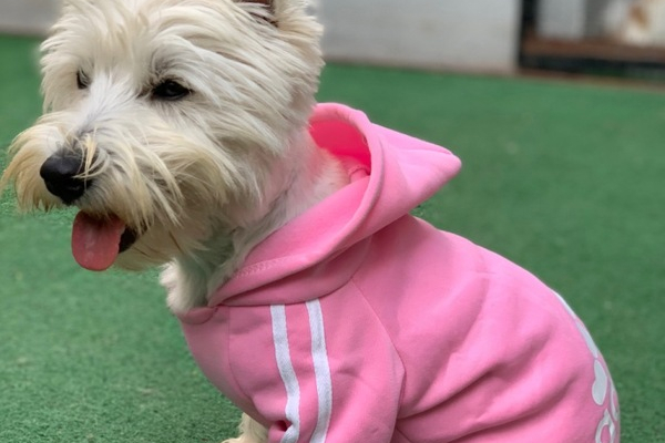 Além do Estilo: A Importância da Roupa de Cachorro para a Saúde e Bem-Estar