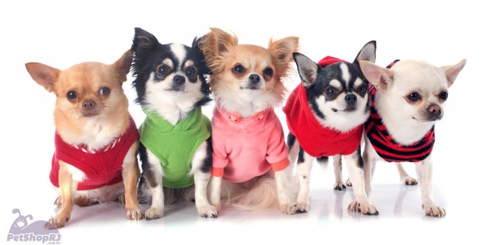 Inverno Chegou: As Melhores Roupas Térmicas para Proteger Seu Pet do Frio