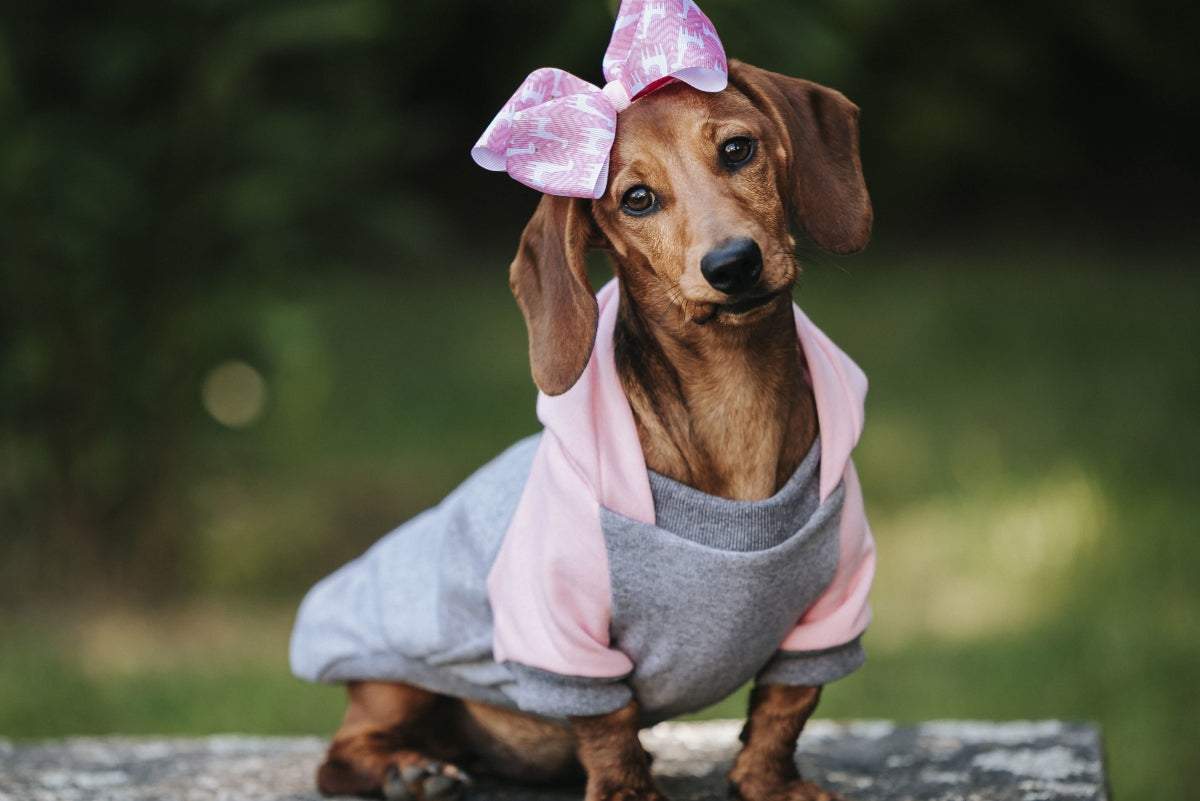 Além do Estilo: A Importância da Roupa de Cachorro para a Saúde e Bem-Estar