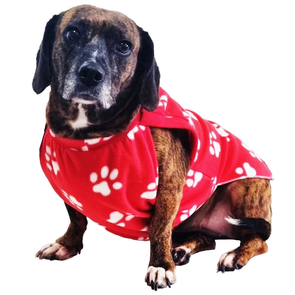 Inverno Chegou: As Melhores Roupas Térmicas para Proteger Seu Pet do Frio