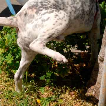 diagnóstico e tratamento