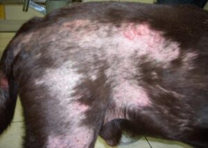 Remédios caseiros eficazes para aliviar a coceira da sarna em cães