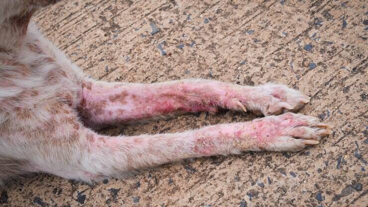 sarna de cachorro tratamento