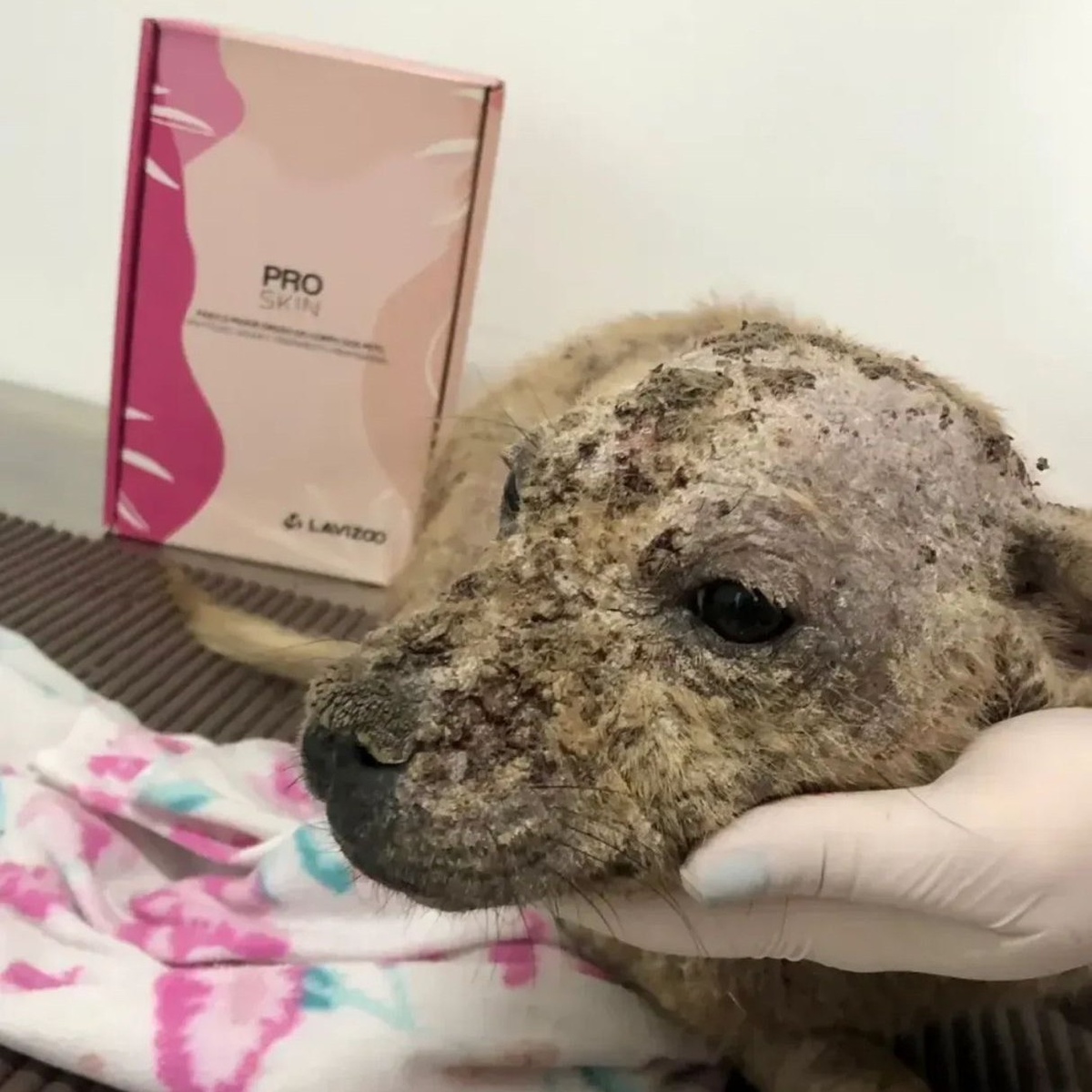 sarna de cachorro tratamento