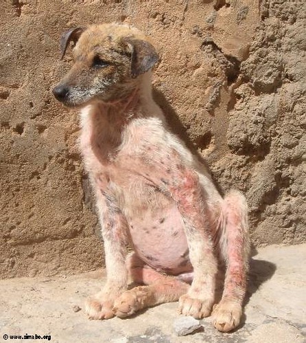 Como identificar os tipos de sarna em cachorros