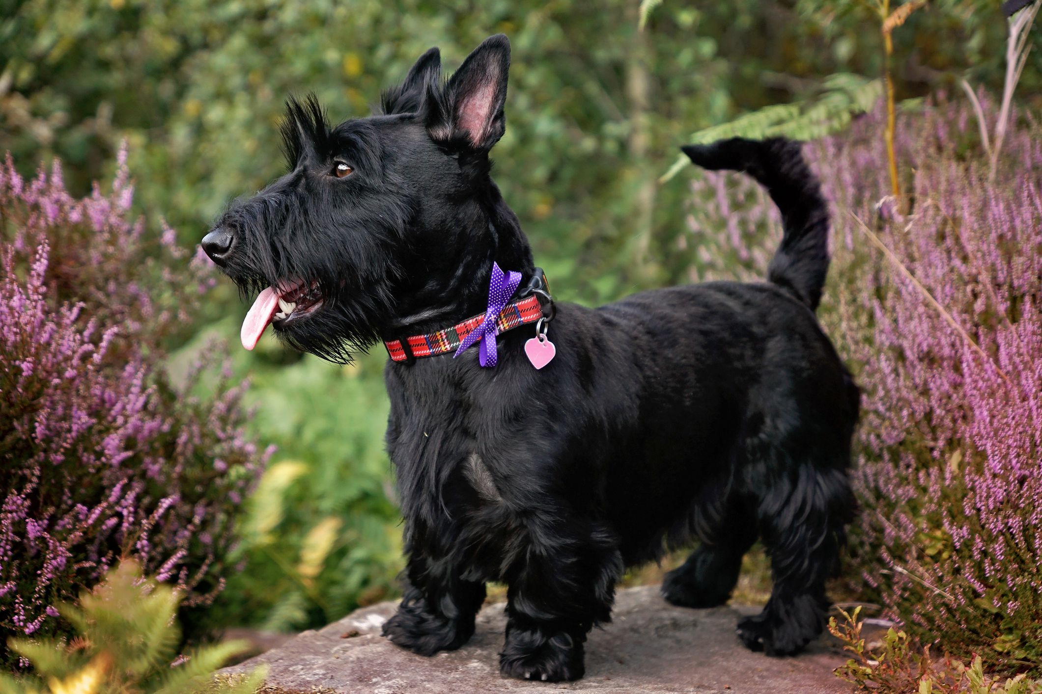 Guia Completo de Cuidados com o Scottish Terrier