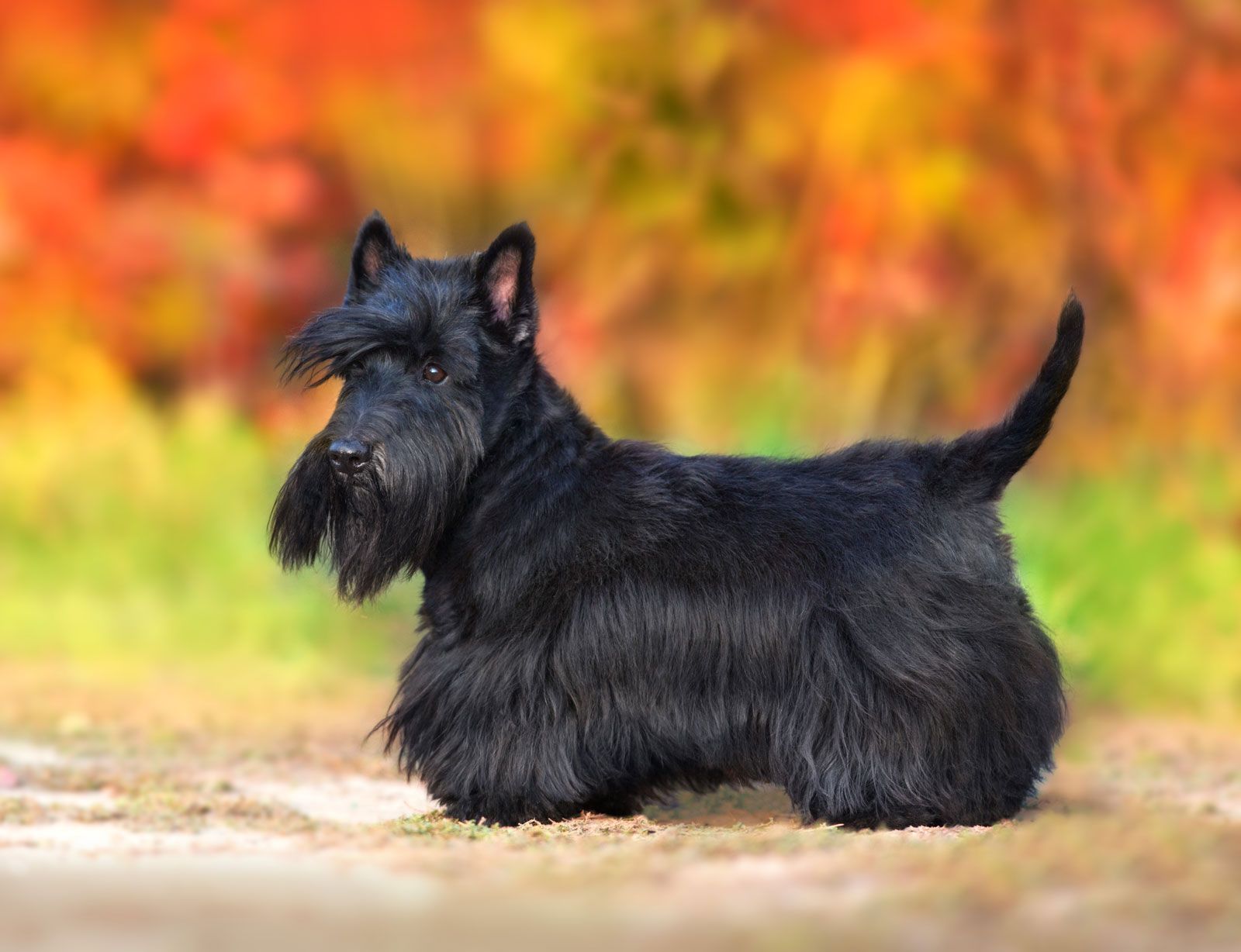 Scottish Terrier: Personalidade e Temperamento