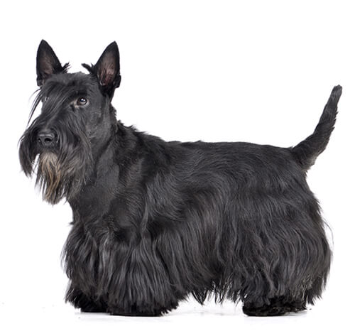 Scottish Terrier: Personalidade e Temperamento